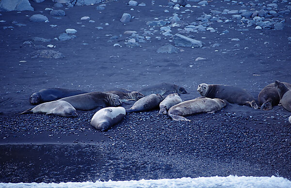 Northern elephant seal