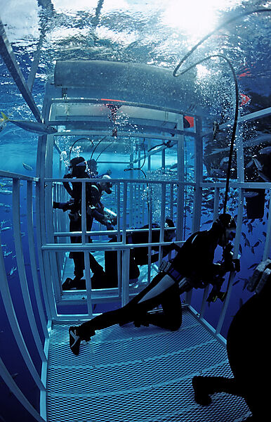 Diver in Shark cages