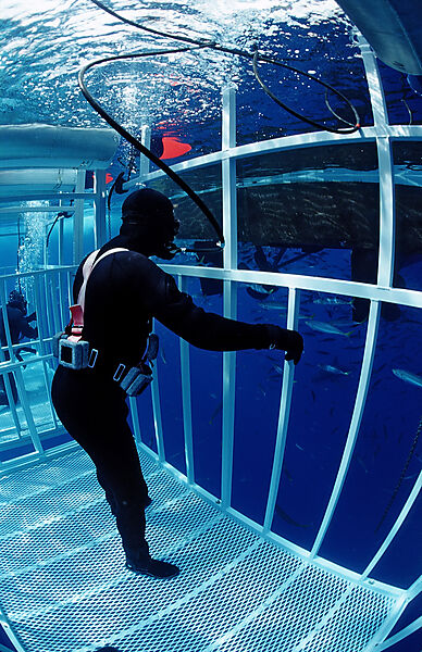 Diver in Shark cages