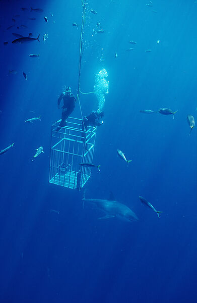 Great white shark near shark cage