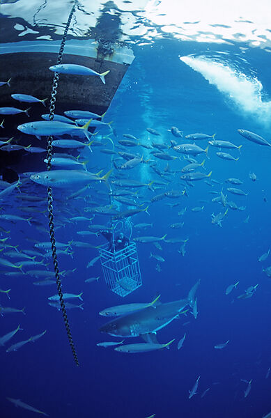 Great white shark near shark cage