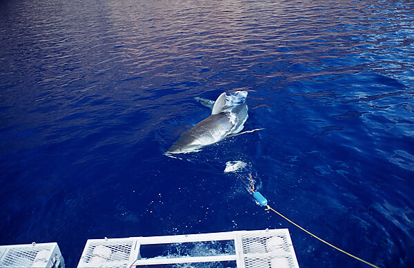 Great white shark near shark cage