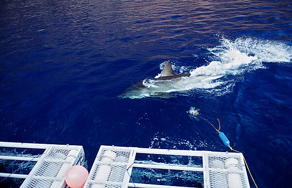 Great white shark near shark cage