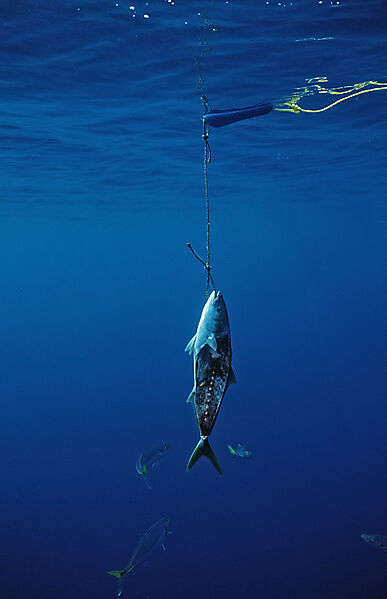 Shark fodder near shark cage