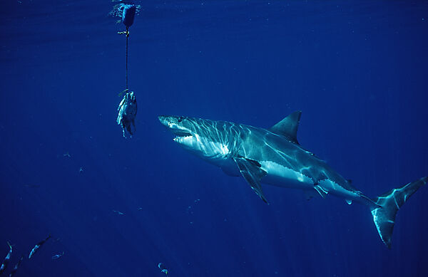 Great White Shark