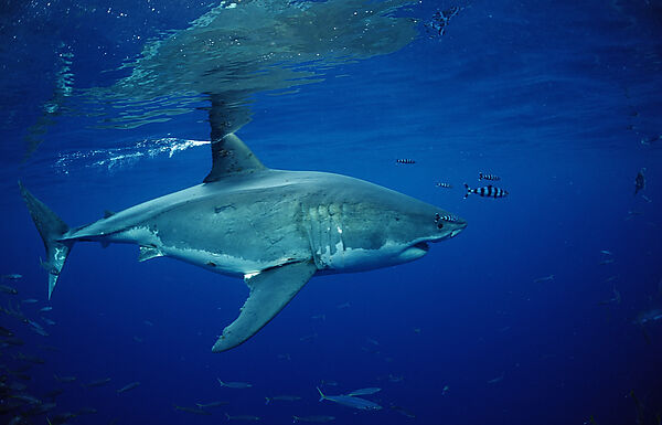 Great White Shark
