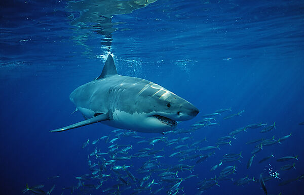 Great White Shark