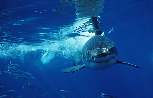 Great White Shark