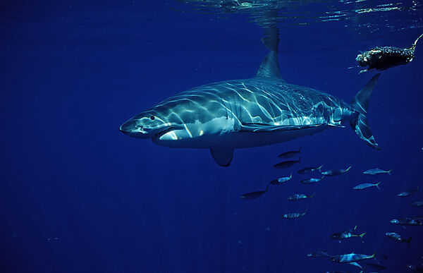 Great White Shark