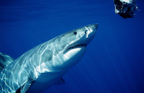 Great White Shark