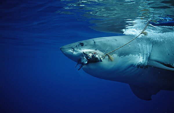 Great White Shark
