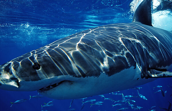 Great White Shark