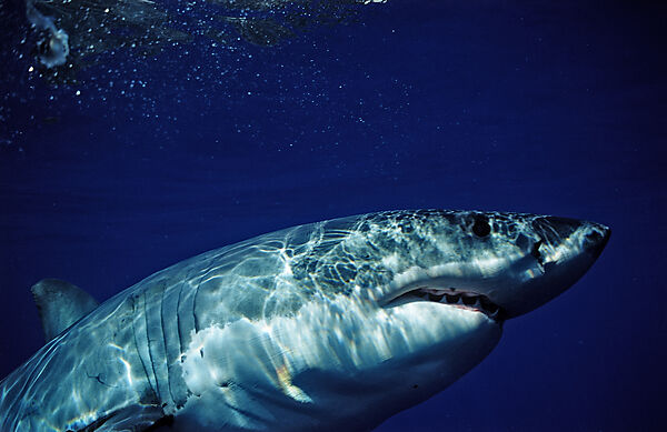 Great White Shark