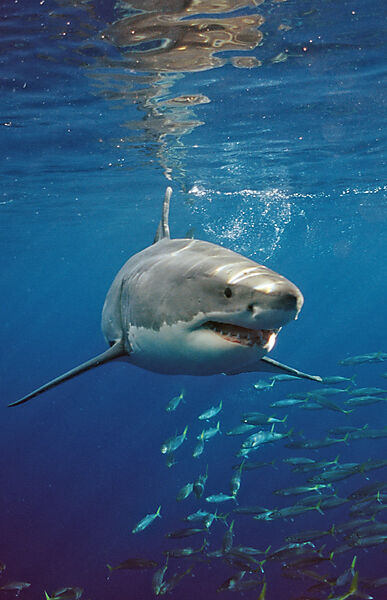 Great White Shark