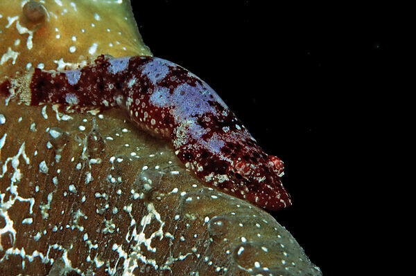 Shore clingfish