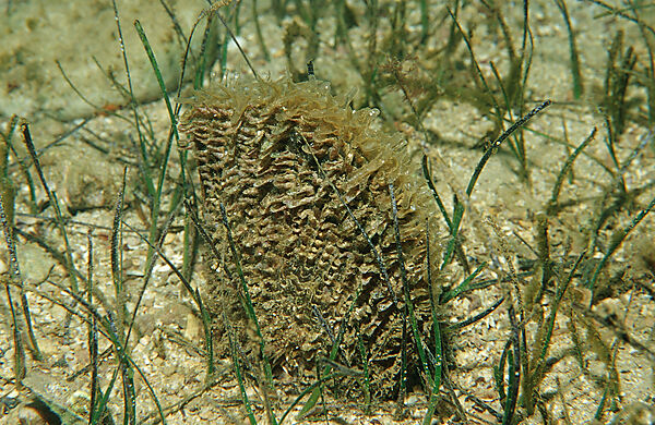 fan mussel in seagrass