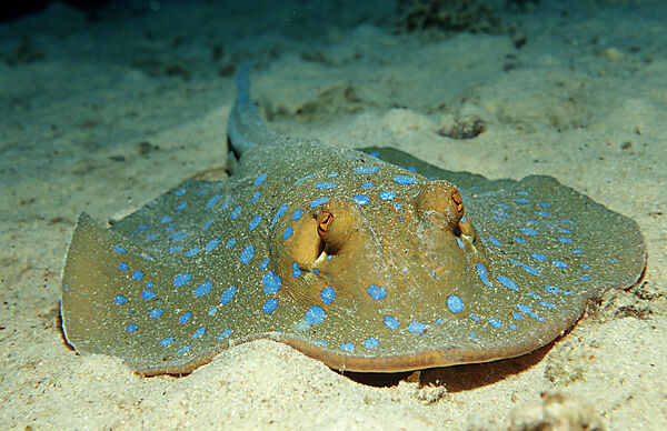 Bluespotted ribbontail ray