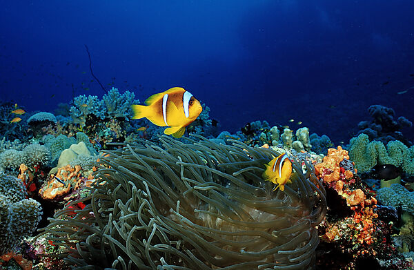 Two Twobar anemone fishes
