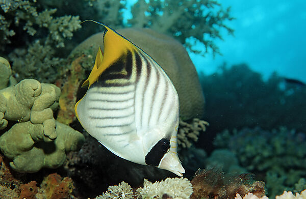 Threadfin butterflyfish