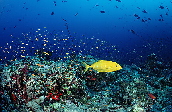 Hunting Orangespotted trevally