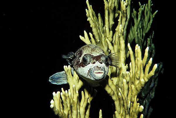 Blackspotted puffer