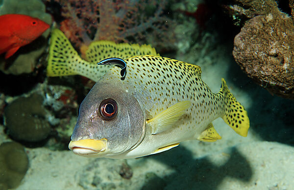 Blackspotted sweetlip with cleaner wrasse