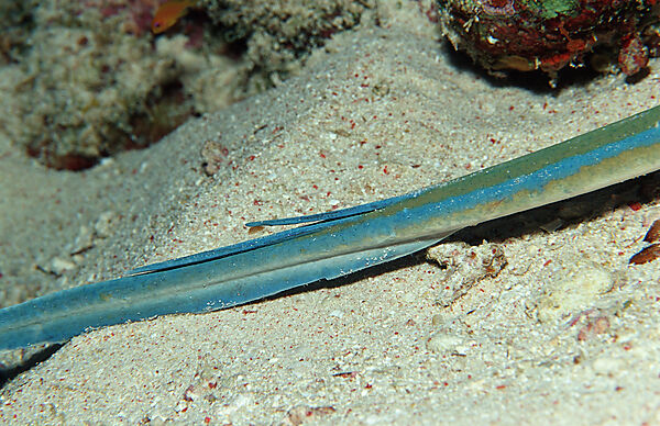 Spine of a Bluespotted ribbontail ray