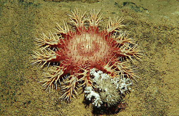 Crown-of-thorns Starfish feeding on coral