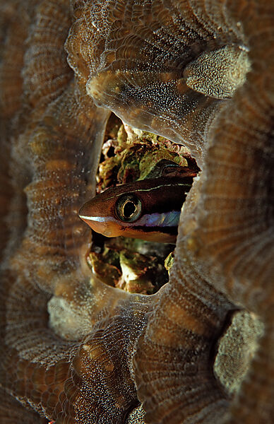 Bluestriped fangblenny