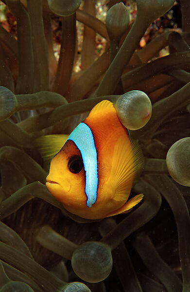 Twobar anemone fishe