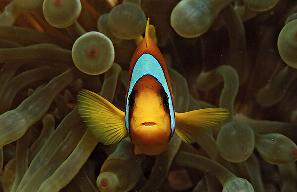 Twobar anemone fishe