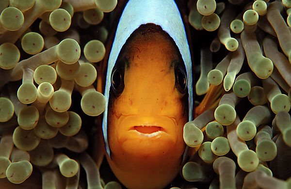 Twobar anemone fishe