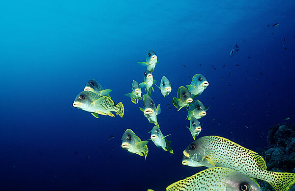 Blackspotted sweetlips