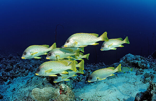 Blackspotted sweetlips