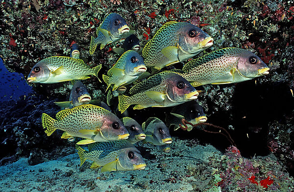 Blackspotted sweetlips