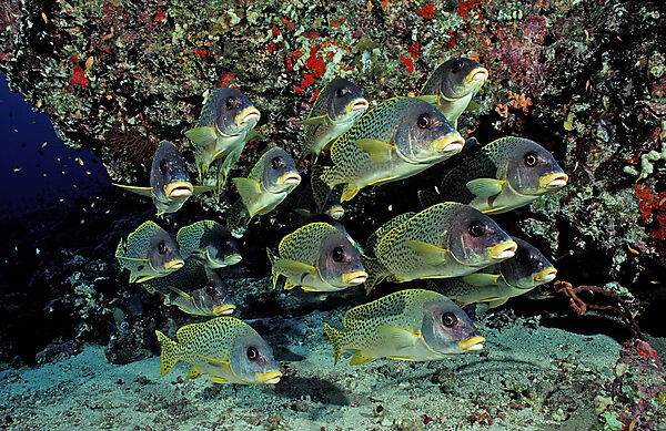 Blackspotted sweetlips
