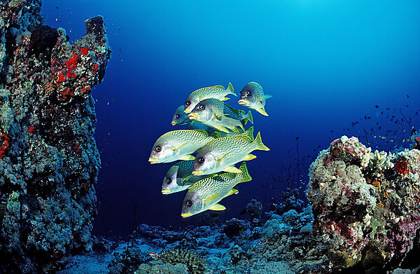 Blackspotted sweetlips
