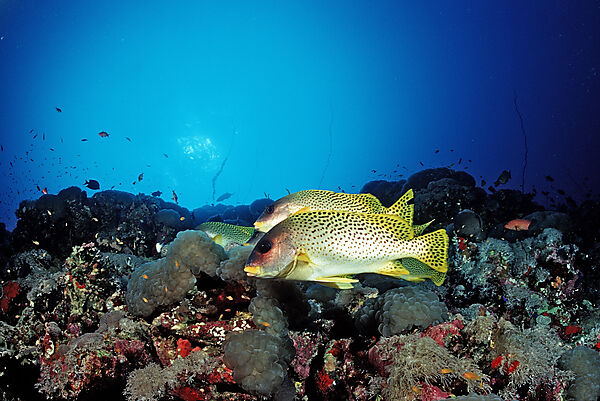Blackspotted sweetlips
