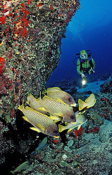 Blackspotted sweetlips and scuba diver
