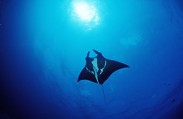 Manta ray