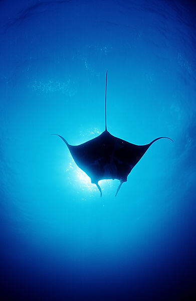 Mantarochen