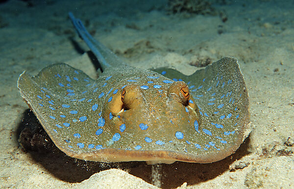 Bluespotted ribbontail ray