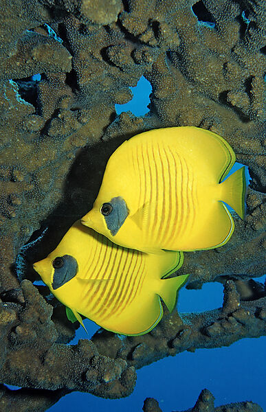 Two Masked Butterflyfishes