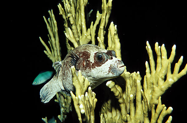 Blackspotted puffer