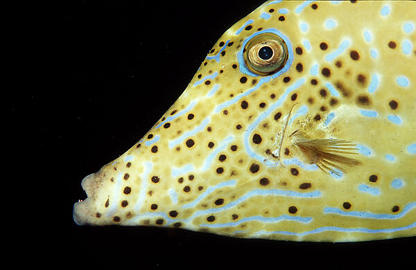 Scribbled filefish
