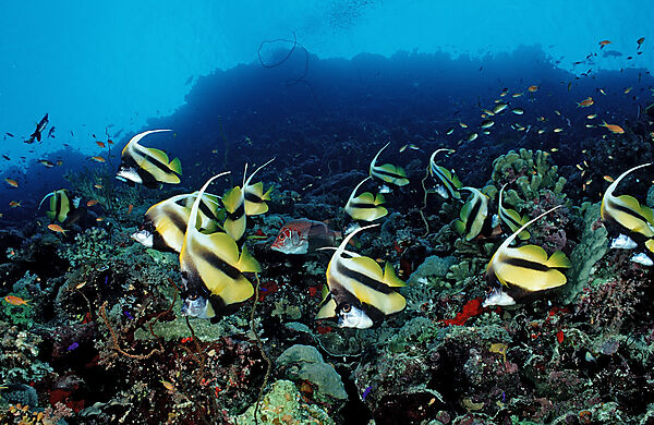 Red Sea Bannerfishes