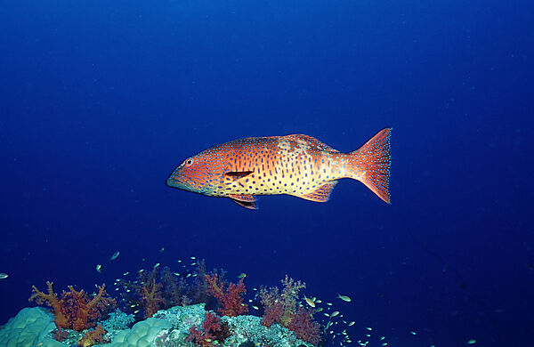 Saddleback coral trout
