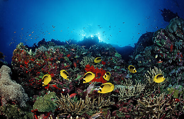 Racoon Butterflyfishes and Coral reef