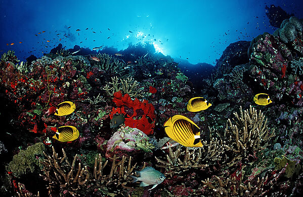 Racoon Butterflyfishes and Coral reef