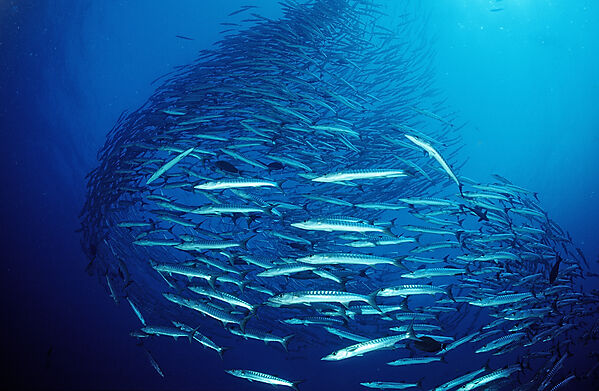 Blackfin barracuda